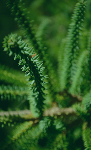 pinsapo